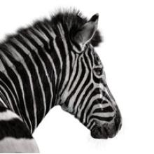 INVESTEC WEALTH & INVESTMENT LIMITED